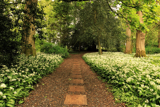 Wild garlic grows along the path in a wooded area on a sunny day in the UK near Ulverston in Cumbria Furness