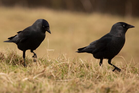Jackdaws foraging on grass at the Cumbrian Coast in the United Kingdom during daylight hours