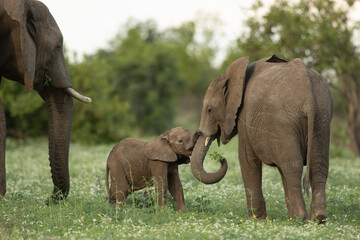 Elephant Family © Steve
