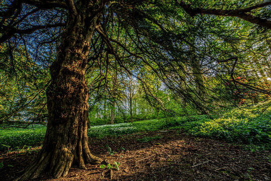 Summer day in a woodland area with tall trees and lush green ground cover in Ulverston, Cumbria UK