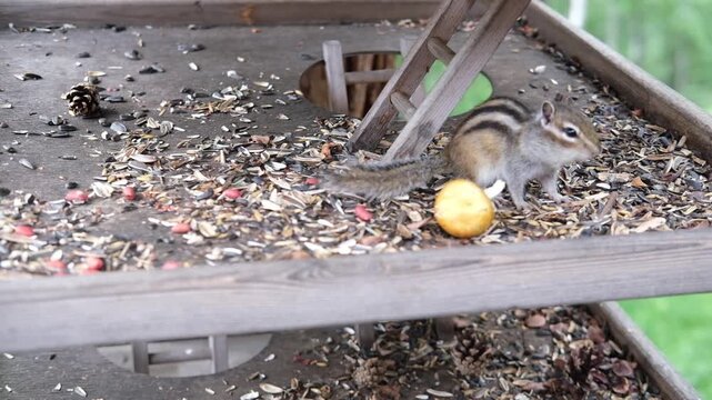 Chipmunk forages on a wooden bird feeder, exploring seeds and an orange fruit while surrounded by scattered seeds and a green natural backdrop