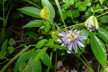 Obraz premium Wild, purple passionflower after a summer rain.
