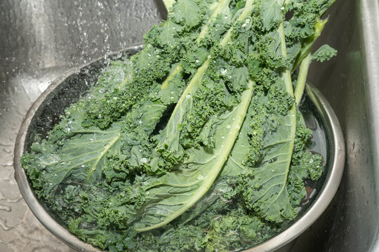 Washing fresh, green, kale, (Brassica oleracea), under running water to prevent cyclosporiasis parasite.