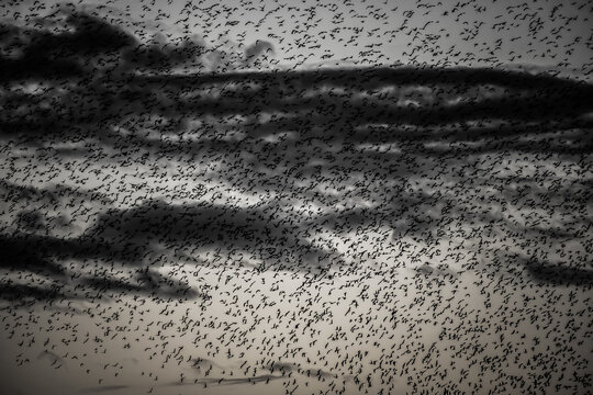 Starlings gather at dusk over Sandscale Haws National Nature Reserve on a cold February evening in the UK