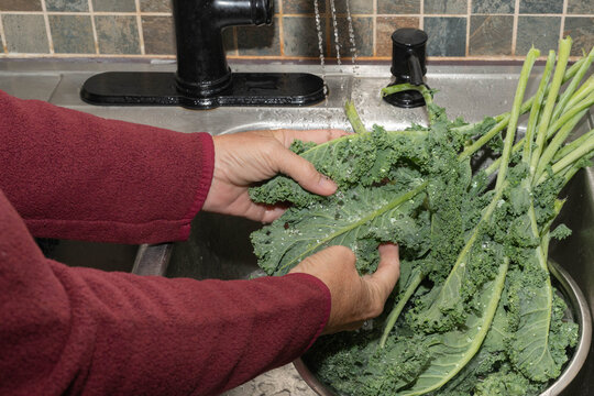 Person washing fresh, green, kale, (Brassica oleracea), under running water to prevent cyclosporiasis parasite.