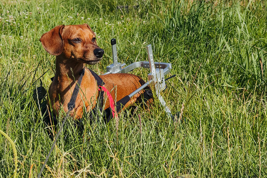 Brown dog with rear support wheelchair walks in tall grass outdoors