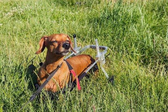 Brown dachshund using rear support mobility device walks in tall grass