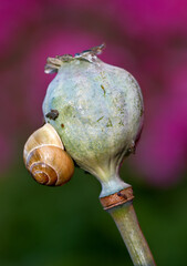 Nature, spring and plant of poppy seed head, wildflower and closeup in snail in Argentina. Insect, ecology and vegetation in garden for environment, ecosystem and growth in countryside © peopleimages.com