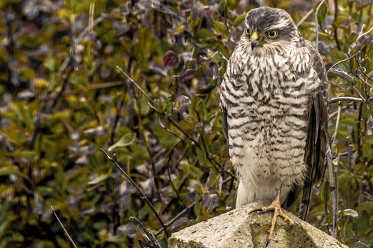 Sparrowhawk perched on a stone in a garden surrounded by dense greenery in the United Kingdom