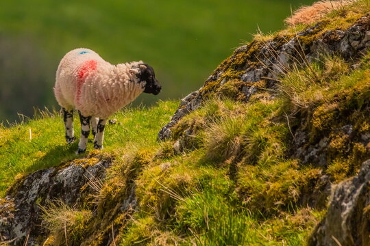 Herdwick lamb navigating rocky terrain in the Lake District in Cumbria, UK during spring