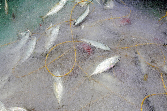 Freshly caught silver fish entangled in a traditional fishing net, highlighting the coastal fishing industry and artisanal seafood harvest