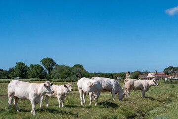 Fototapeta premium Cows graze in grassy field under bright blue sky
