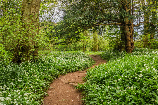 Wild garlic covers woodland path in Ulverston, Cumbria during sunny spring weather