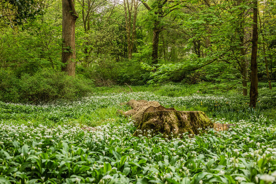 Wild garlic blooms cover the ground in Ulverston, Cumbria, showcasing nature's beauty on the Furness Peninsula in the United Kingdom