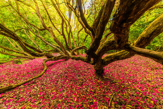 Colorful woodland walk in Ulverston with vibrant fallen petals and twisting trees in springtime near Furness Peninsula