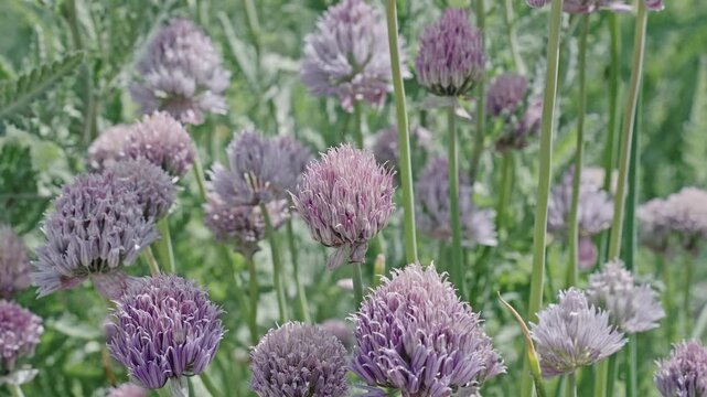Chives flower. Flowering nature closeup. Macro of flowering chives plant. Purple exotic chives flower. Natural flower plant. Flora nature. Bright blooming flower in nature, 4k footage
