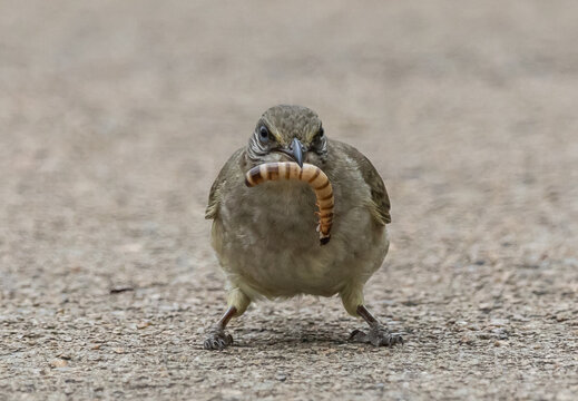 Streak-eared bulbul (Pycnonotus conradi) perched on the ground holding a large mealworm in its beak.