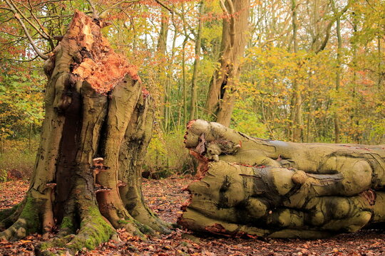 Strong winds cause tree damage at Conishead Priory in Ulverston, Cumbria during stormy weather