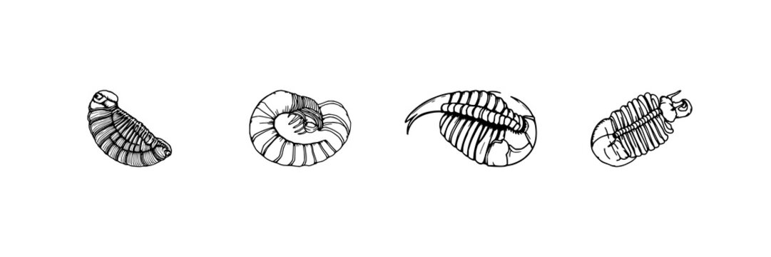 Trilobite set with hand-drawn scientific illustration detail in antique woodcut style featuring paleontology, fossil, entomology with illustration and woodworking