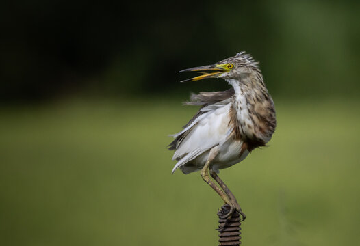 Chinese Pond Heron Preening on Metal Post.