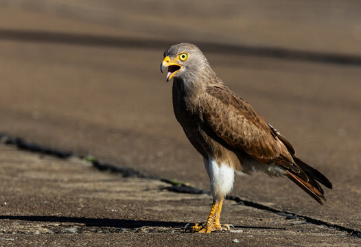 Rufous-winged Buzzard (Butastur liventer) perched on a wood stump with open beak screaming.