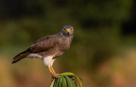 Rufous-winged Buzzard perched on a green leaf branch with soft bokeh background.