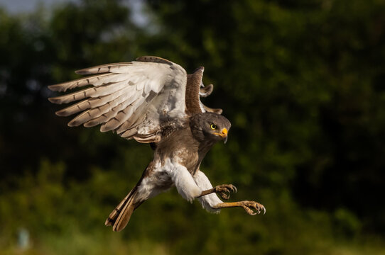 Rufous winged Buzzard landing with wings spread in beautiful golden light.