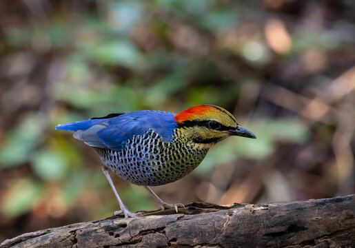 Blue Pitta (Hydrornis cyaneus) male perched on a mossy log in the tropical forest.