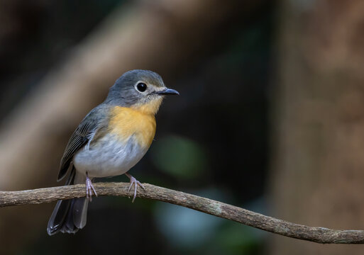 Female Hill Blue Flycatcher perched on a decayed log in the forest.
