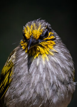 Close-up Portrait of a Sooty-headed Stripe-throated Bulbul.