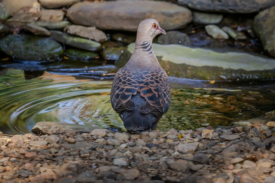 Oriental Turtle Dove Perched on a Log in the Forest.