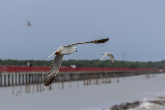 Brown-headed Gull flying over the sea coast.
