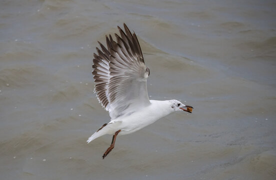 Brown-headed Gull flying over the sea coast.