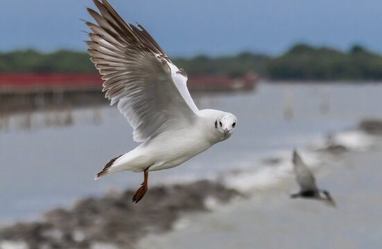 Brown-headed Gull flying over the sea coast.