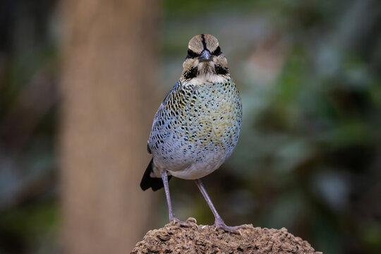 Blue Pitta (Hydrornis cyaneus) female perched on a rock in the forest.