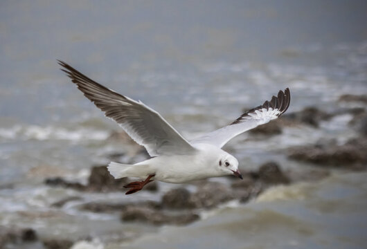 Brown-headed Gull flying over the sea coast.