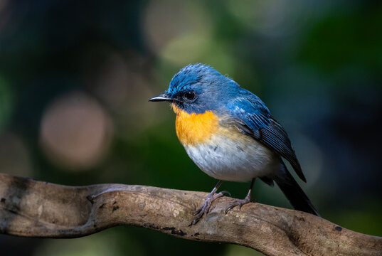 Blue-throated Blue Flycatcher Perched on Branch.