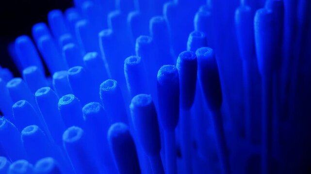 Macro shot of blue anemone tentacles