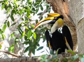 Portrait of Wreathed Hornbill bird with bright colored beak. © photonewman