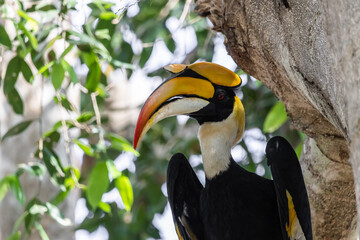 Portrait of Wreathed Hornbill bird with bright colored beak. © photonewman