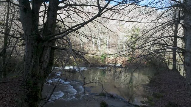 Mountain river flowing through leafless winter forest