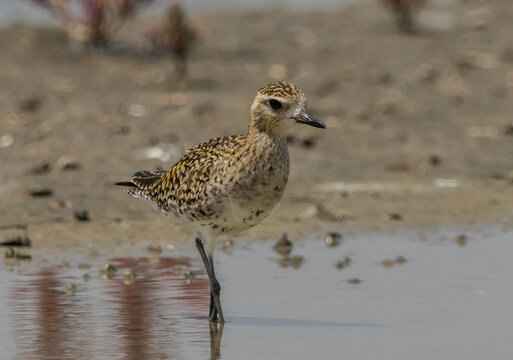 Pacific Golden Plover foraging in tidal mudflat.