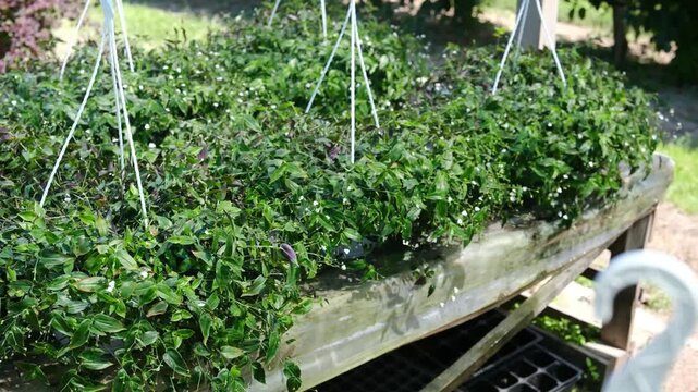 Hanging plants with small white flowers on a wooden stand