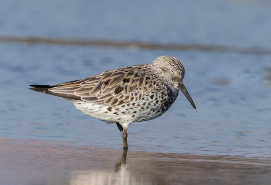 Great Knot bird standing in shallow water during sunset.