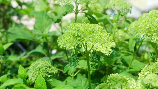 Green hydrangea flowers blooming in summer garden