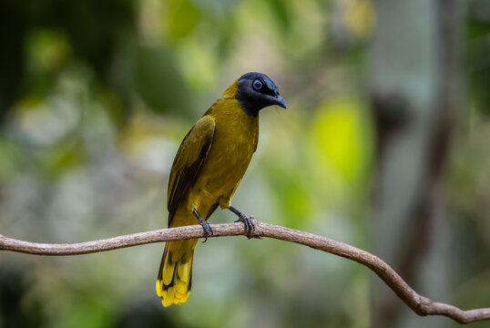 Black-headed Bulbul Perched on Branch.