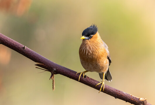 Alert Brahminy Myna on thorny perch.