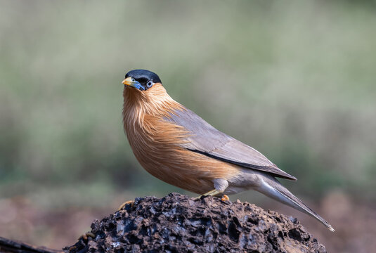 Close-up of a Brahminy Starling (Temenuchus pagodarum) perched on a mound with its yellow beak.