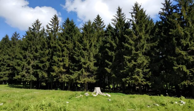 Dense evergreen forest with a tree stump in a sunlit meadow
