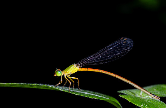 Macro of Damselfly eating prey on a green leaf.